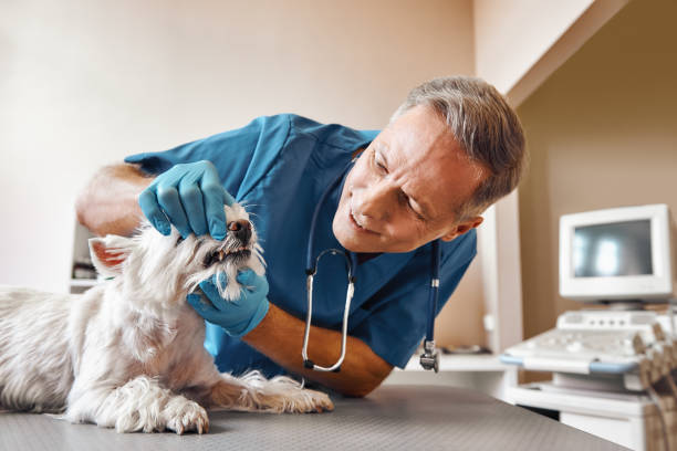 Best Weekend Emergency Dentist in Whitestown, IN
